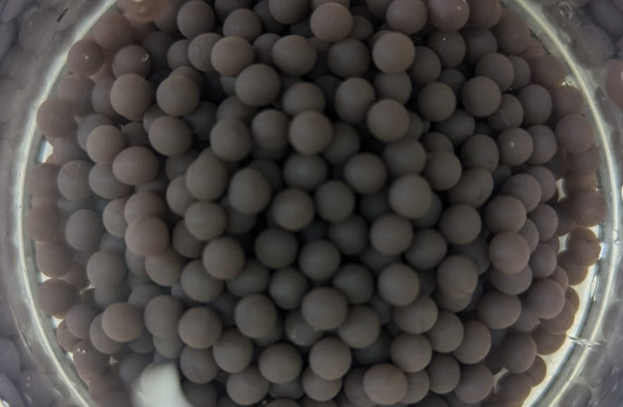 Cianobacterias en Mar del Plata: innovación para purificar agua y mejorar suelos