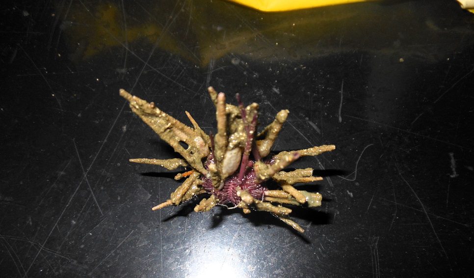 Bathycidaris argentina