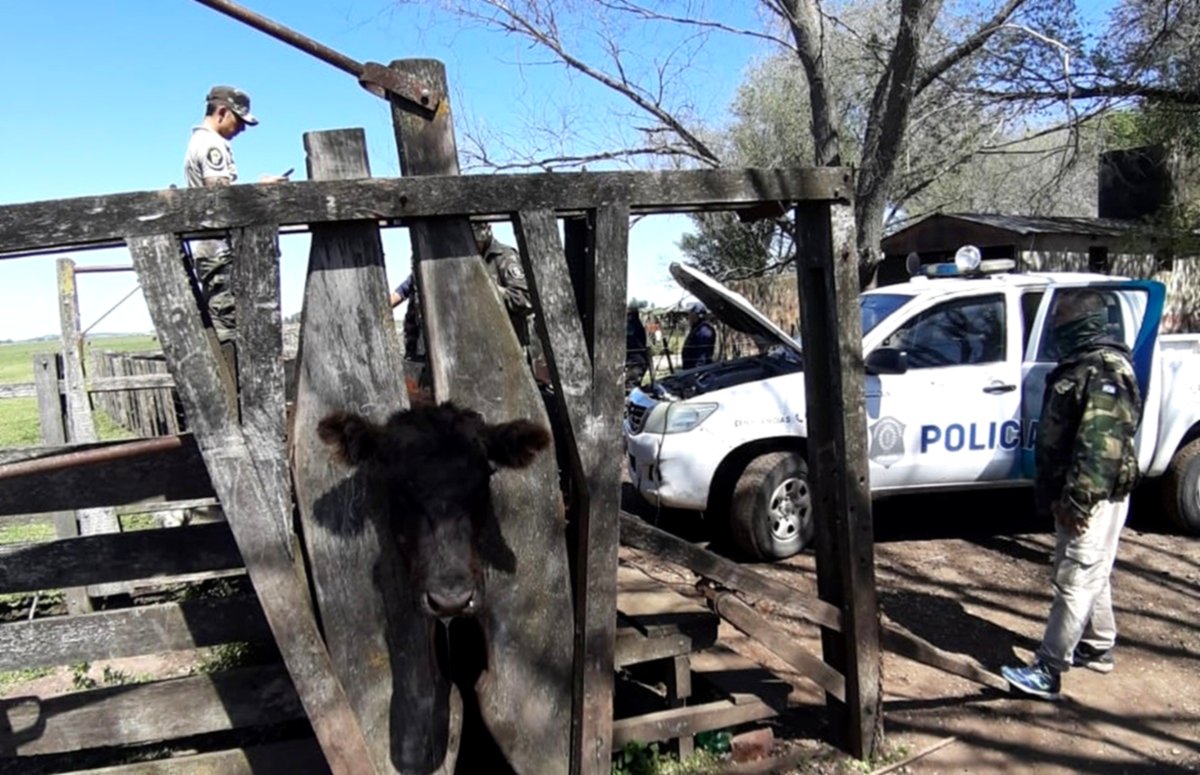 Detectan millar de animales faenados ilegalmente en Olavarría