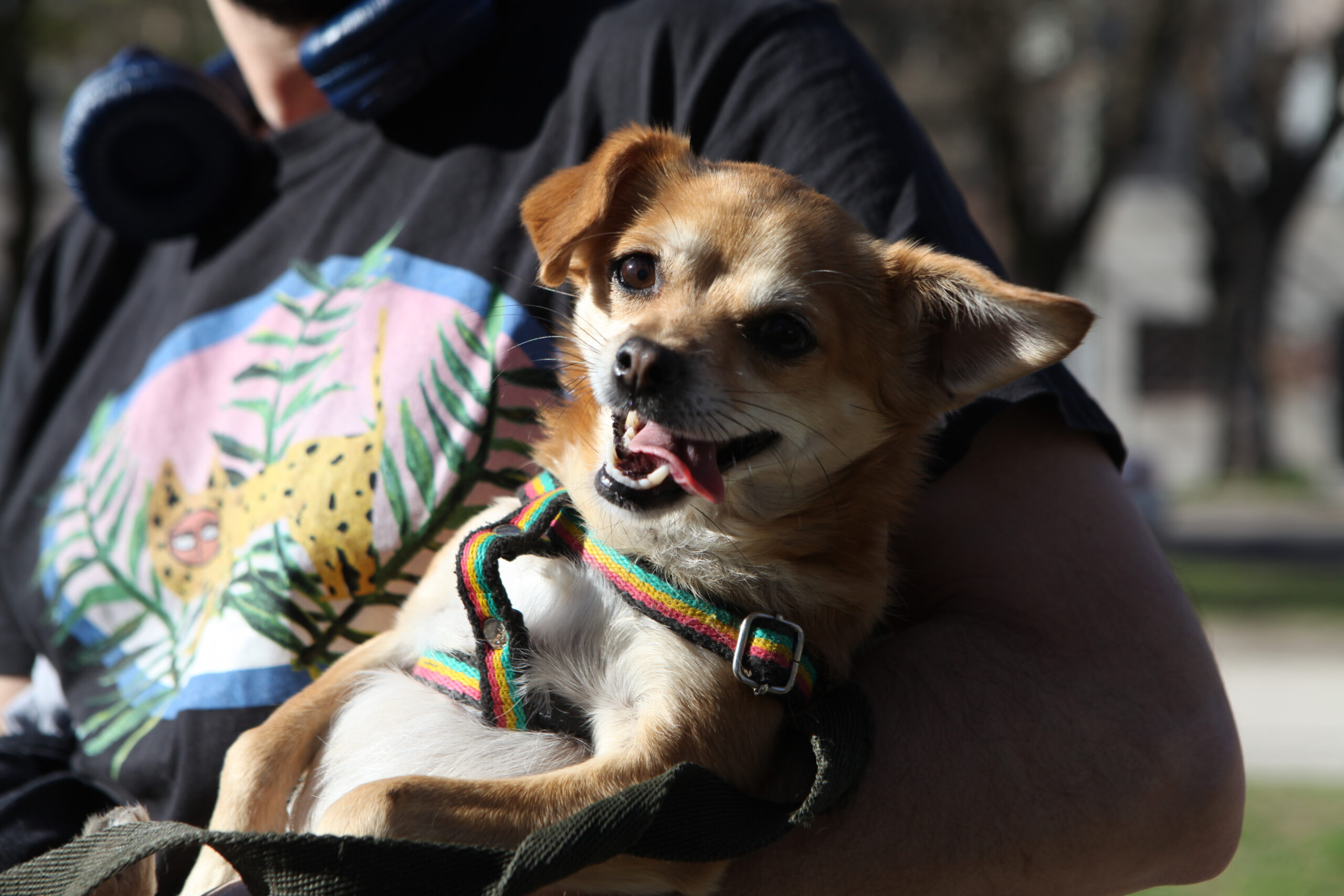 La Plata impulsa campaña gratuita de castración y vacunación en Gonnet