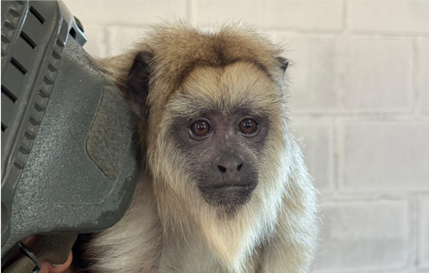Rescatan mono carayá enjaulado en Puerta de Hierro y lo trasladan al Ecoparque