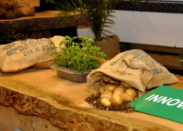 En Otamendi, la 47ª Fiesta Nacional de la Papa celebra la producción y cultura regional