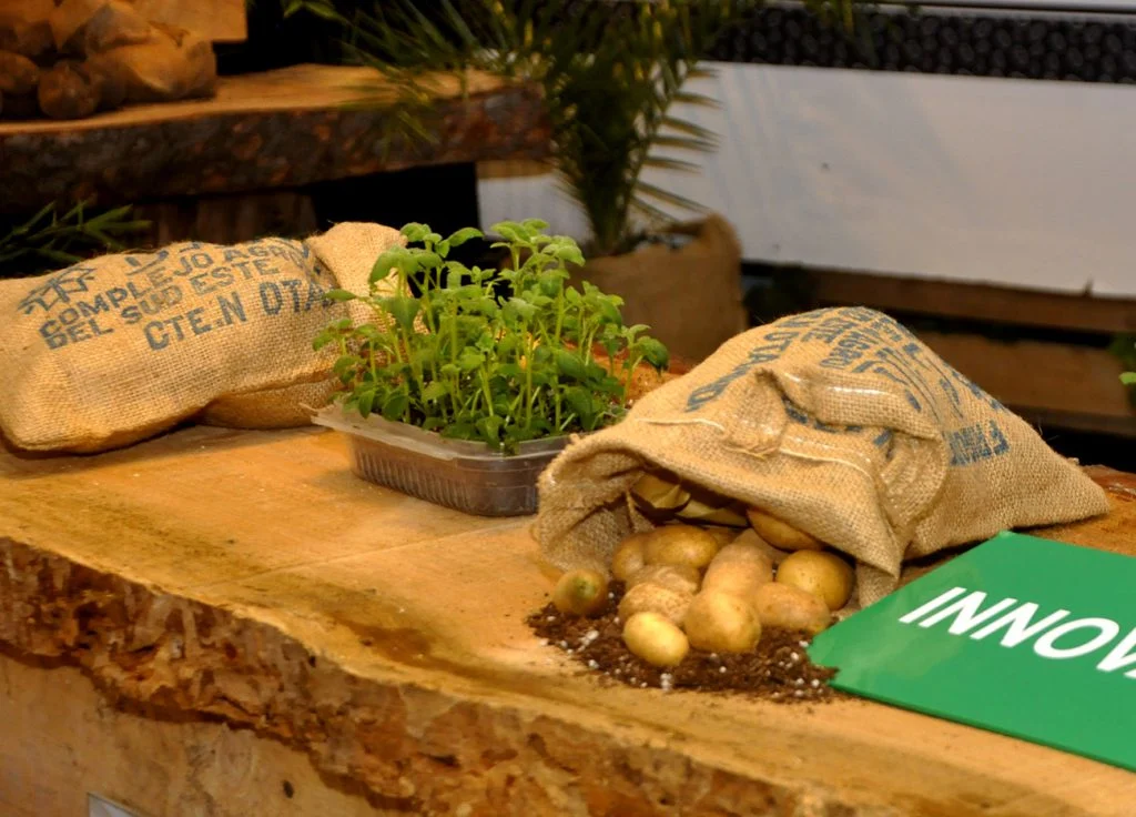 En Otamendi, la 47ª Fiesta Nacional de la Papa celebra la producción y cultura regional