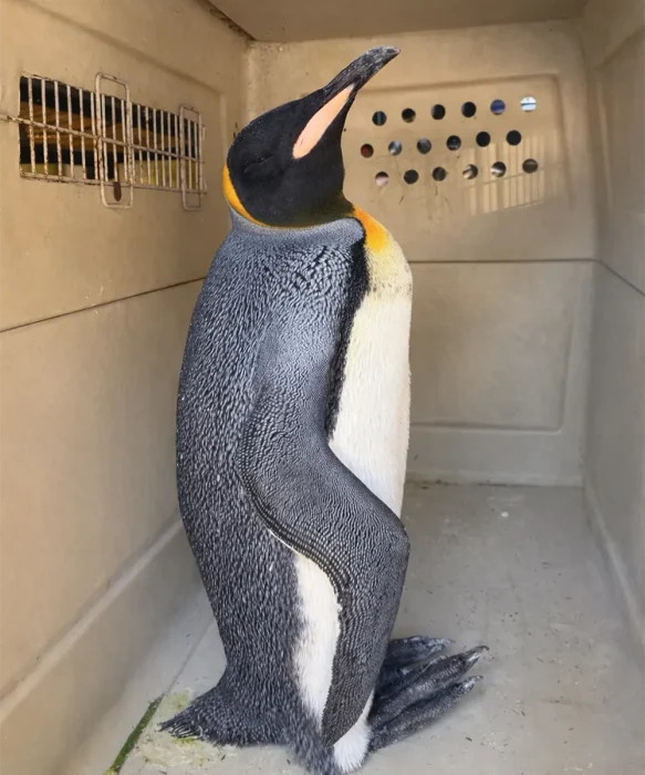 Ejemplar de pingüino rey en su caja de traslado.