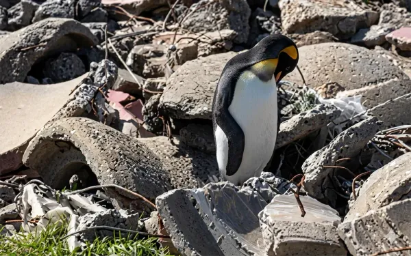 Rescatan pingüino rey en el Río de la Plata y lo atienden en Temaikèn