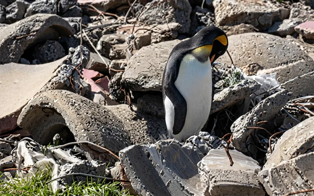 Rescatan pingüino rey en el Río de la Plata y lo atienden en Temaikèn