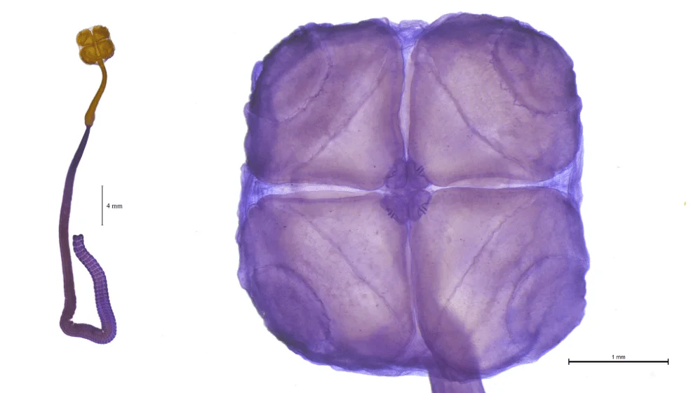 Acanthobothrium goleketen